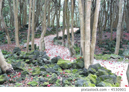 Camellia group forest Camellia group forest 4530901