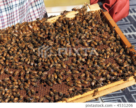 養蜂人蜂巢 養蜂人蜂巢 4531206
