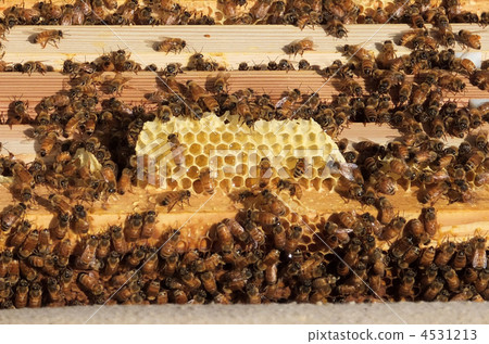 Beekeeping beehive 4531213