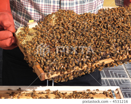 Beekeeping 4531216