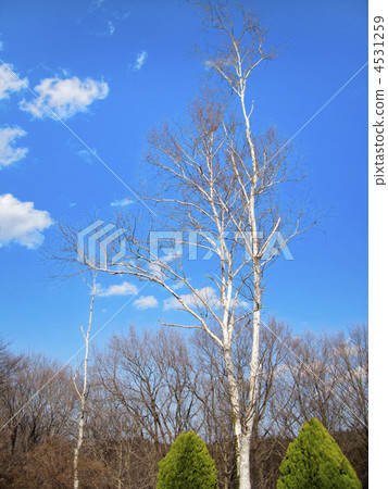 White birch 4531259
