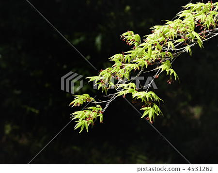 Momiji的年輕葉子 4531262