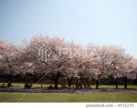 Cherry-blossom viewing Cherry-blossom viewing 4531275