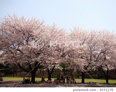 Cherry-blossom viewing Cherry-blossom viewing 4531276