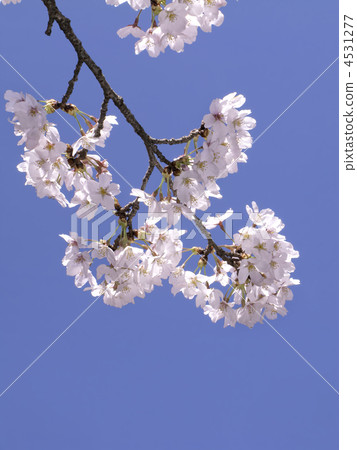 Cherry blossoms (vertical cut) Cherry blossoms (vertical cut) 4531277