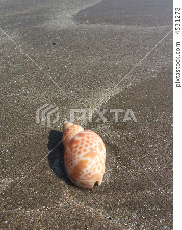 Beach shell 4531278