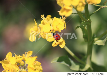 Nanohana and Ladybird Nanohana and Ladybird 4531280