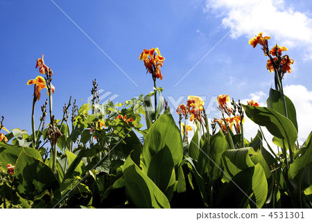 Canna flower 4531301