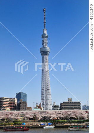 天空樹和櫻桃樹 4531349