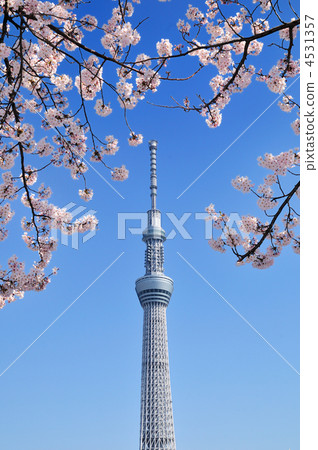 天空樹和櫻桃樹 4531357