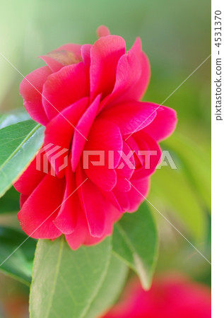 茶花 茶花 4531370