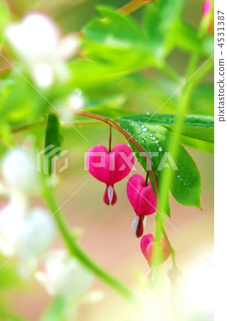 Tightspeare Tightspeare 4531387