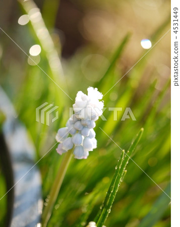 Muskari shining in morning dew 4531449