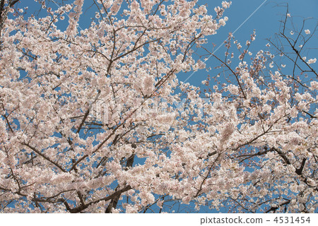 Blue sky and cherry blossoms 4531454