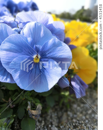 pansy, botanical garden, avocation 4531458