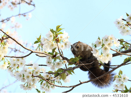 松鼠的松鼠我吃櫻花。 4531610