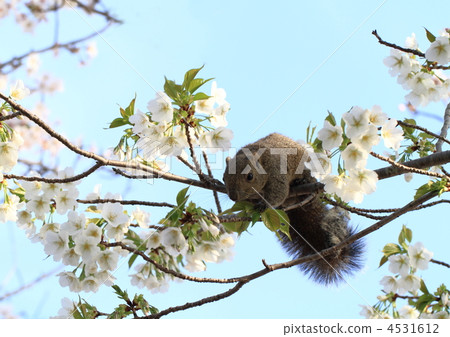 松鼠的松鼠我吃櫻花。 4531612