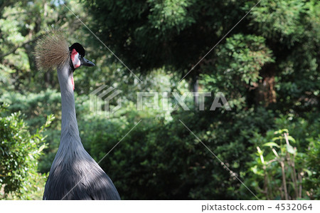 White-crowned crane 4532064