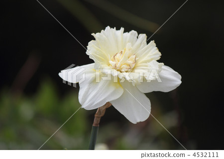 Narcissus 4532111