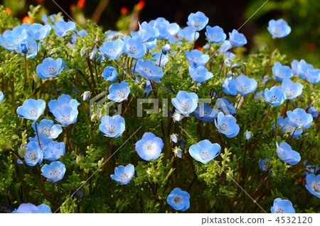 Nemophila 4532120