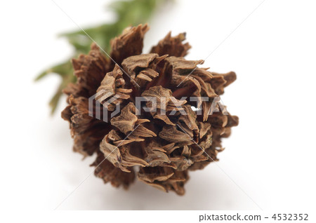 Cedar Female Flower Cedar Female Flower 4532352