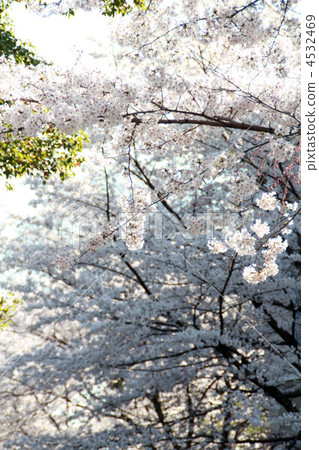 櫻花 櫻 賞櫻 4532469