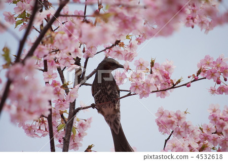 Bulbul and cherry 4532618