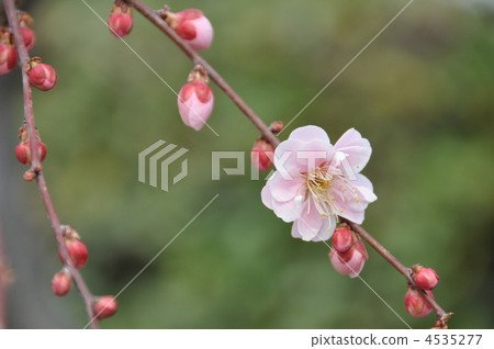 Shidareume Shidareume 4535277
