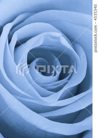 blue rose close up blue rose close up 4535340