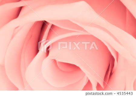 pink rose close up pink rose close up 4535443