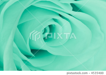 green rose close up 4535480