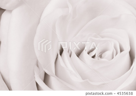 white rose close up white rose close up 4535638