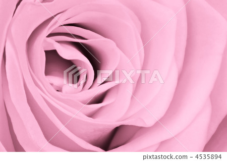 pink rose close up pink rose close up 4535894