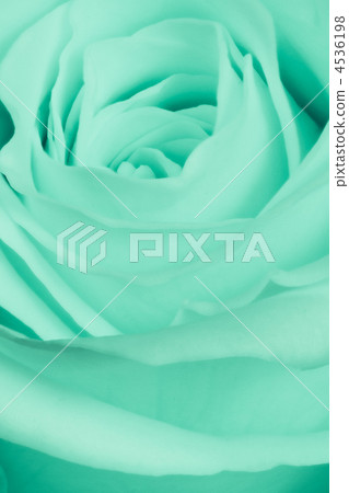 green rose close up green rose close up 4536198
