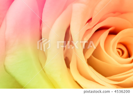multicolor rose multicolor rose 4536200