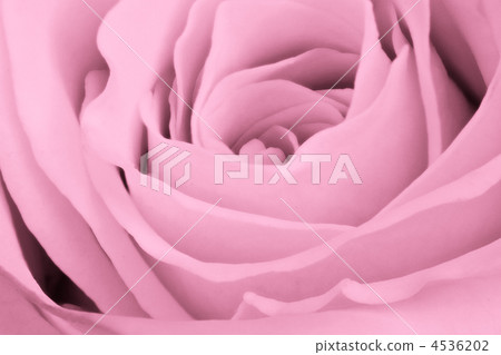 pink rose close up pink rose close up 4536202