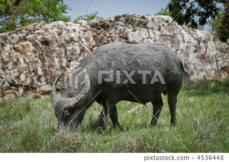 water buffalo 4536448