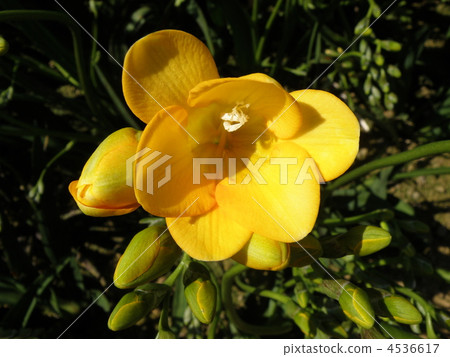Freesia 4536617