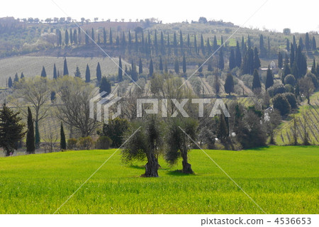 托斯卡納Val d'Orcia 4536653