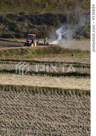 Rice cultivation 4536684