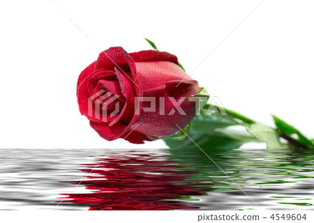 beautiful red rose beautiful red rose 4549604