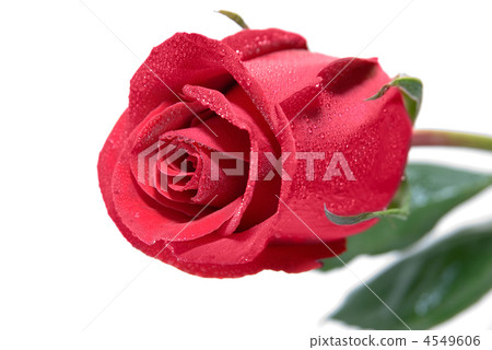 Beautiful rose Beautiful rose 4549606