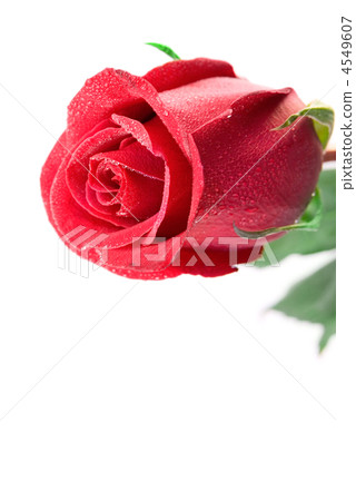 red rose for comliment red rose for comliment 4549607