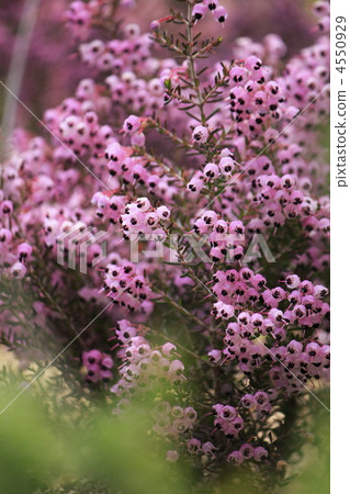 Elliot of Serpent Elementa Elliot of Serpent Elementa 4550929