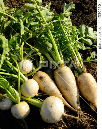 收穫的股票和蘿蔔 收穫的股票和蘿蔔 4550930