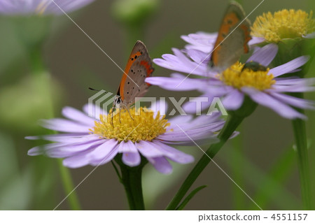 Benishijimi and Kantoyumena Benishijimi and Kantoyumena 4551157