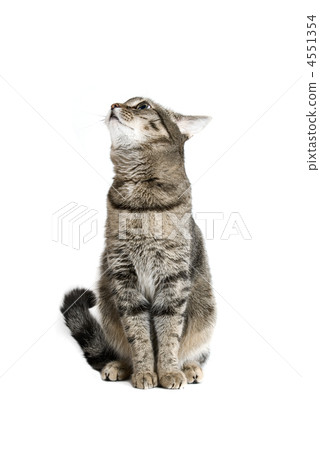 Sitting Cat Sitting Cat 4551354