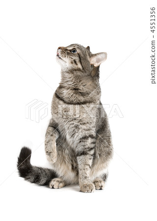Sitting Cat 4551356