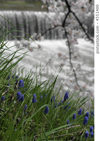 Muscari and cherry blossoms along the river Muscari and cherry blossoms along the river 4551400