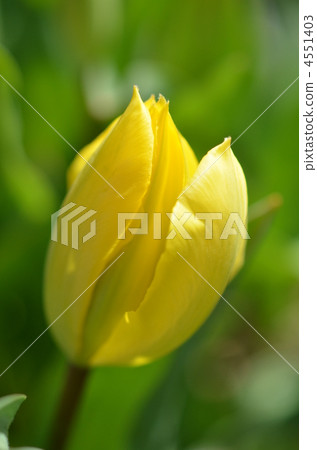 Tulip 4551403